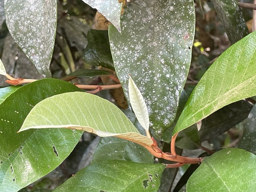 Alphitonia whitei, 2026-02-02