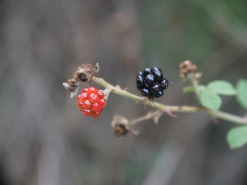 Holy Bramble (Rubus creticus)
