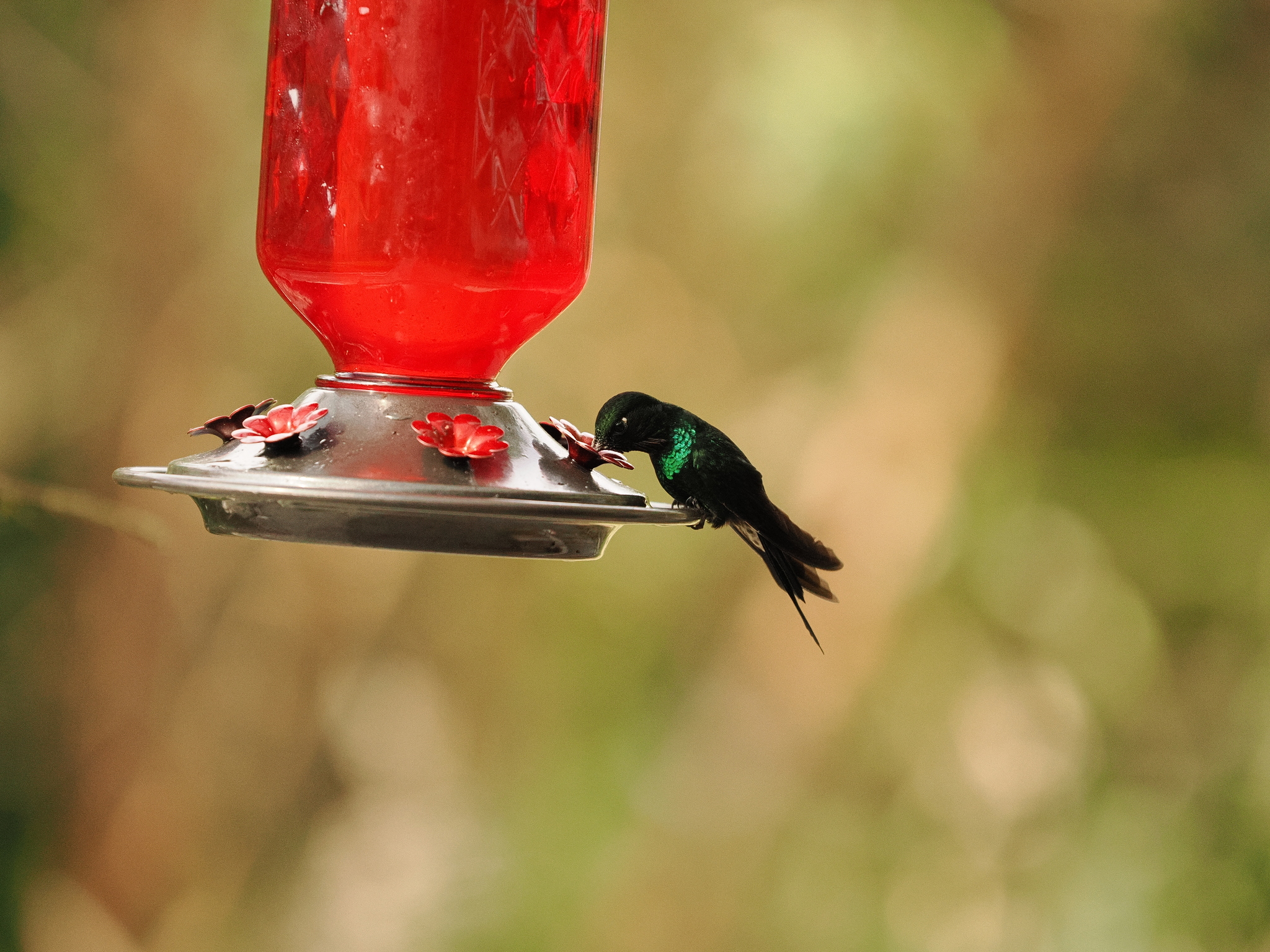 Tourmaline Sunangel (Heliangelus exortis), photo 5
