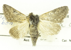 Pleromelloida conserta