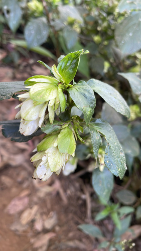 Strobilanthes calycina, 2026-01-22
