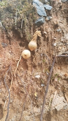 Calostoma ravenelii ravenelii