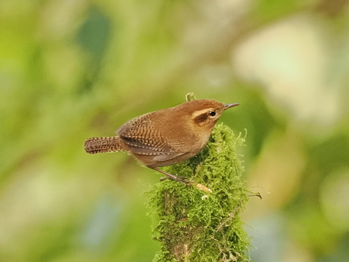Mountain Wren (Troglodytes solstitialis)