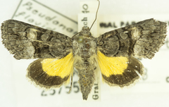 Pseudanarta flavidens