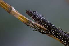 Rennell Island Monitor photo 3