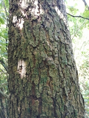 Chamaecytisus prolifer