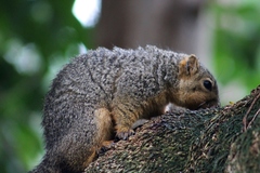 Sciurus niger rufiventer