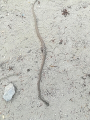 Dryophylax paraguanae