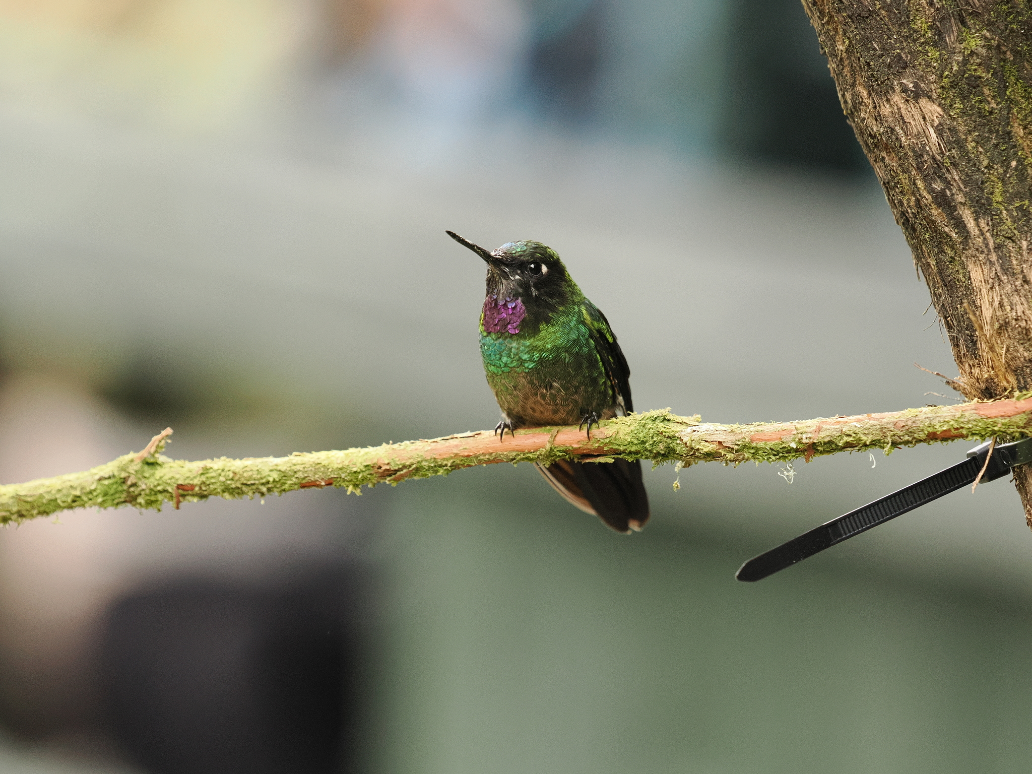 Tourmaline Sunangel (Heliangelus exortis), photo 9