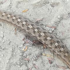 Dryophylax paraguanae