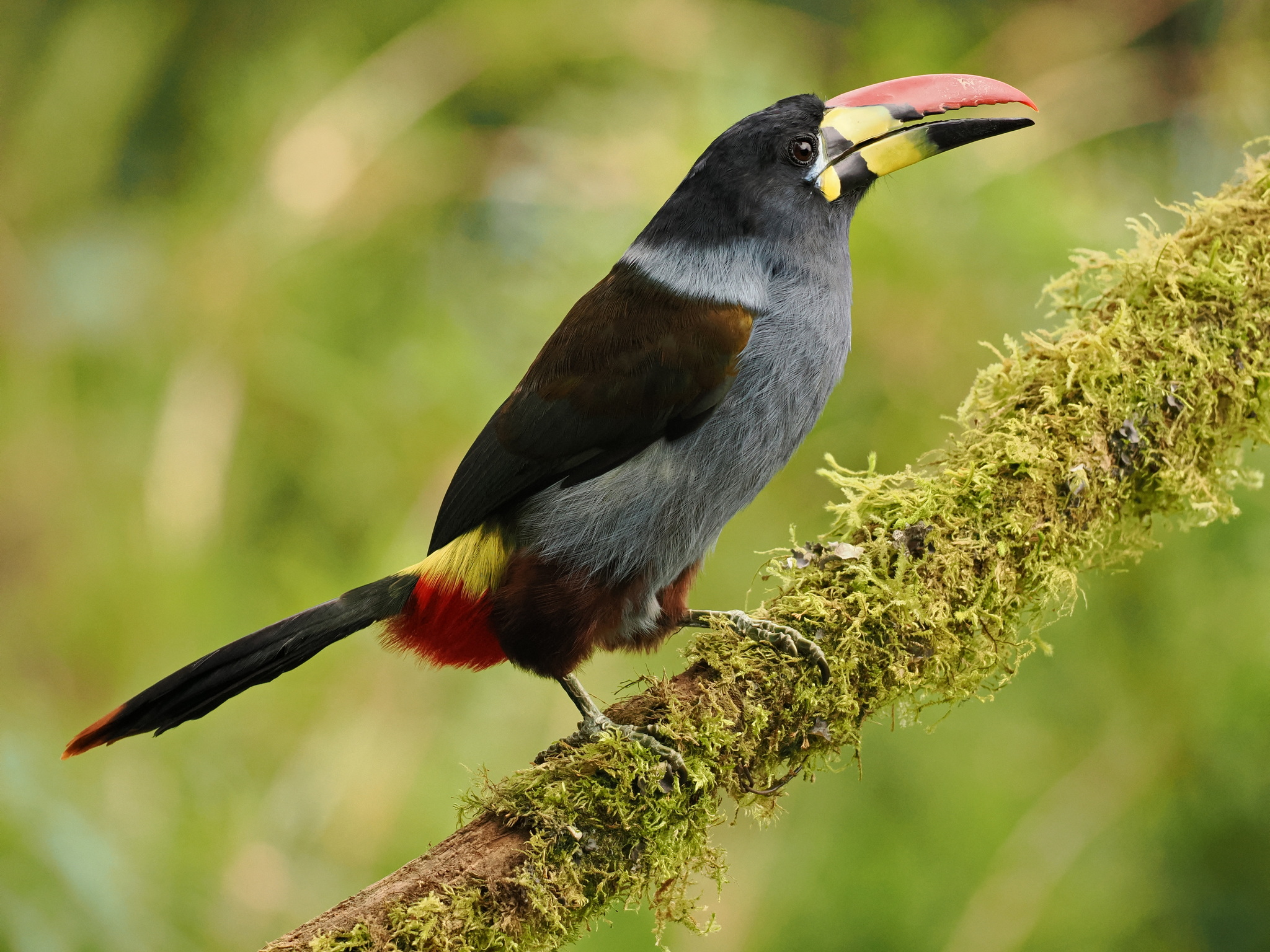 Grey-breasted Mountain Toucan (Andigena hypoglauca), photo 1