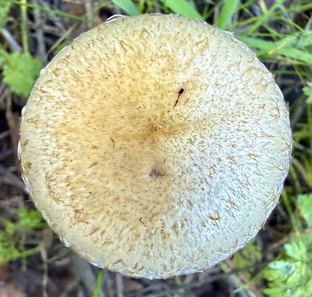 Leratiomyces percevalii · February 2026 · photo: © hllrnnr (iNaturalist, cc0)