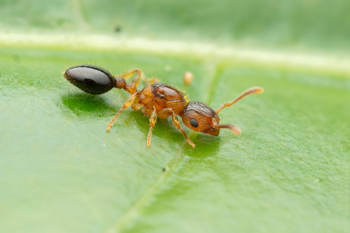 Podomyrma omniparensPodomyrma omniparens