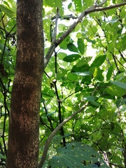 Dysoxylum spectabile