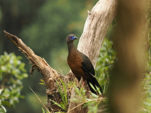 Sickle-winged Guan (Chamaepetes goudotii), photo 4