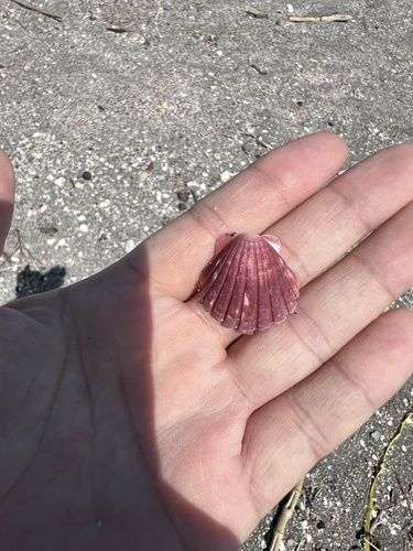 Pecten albicans observed 2025-03-22