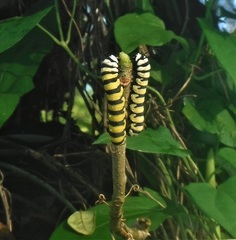 Lycorea halia cleobaea