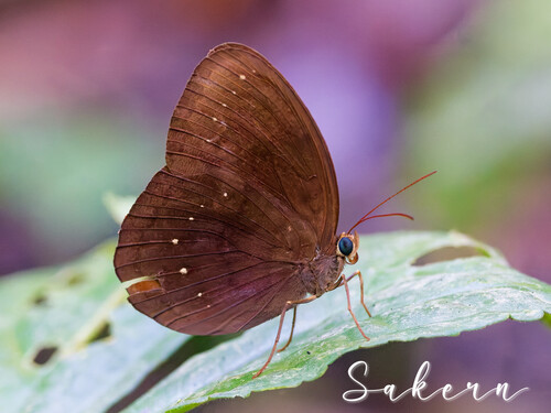 Faunis canens Hübner