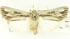 Rhizagrotis cloanthoides