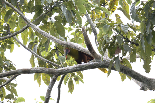 Olive Oropendola (Psarocolius bifasciatus)
