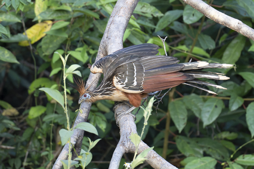 Hoatzin (Opisthocomus hoazin)