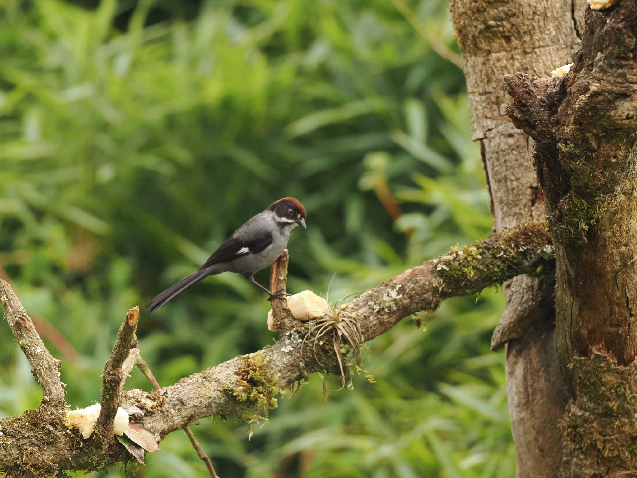 Slaty Brushfinch (Atlapetes schistaceus), photo 2