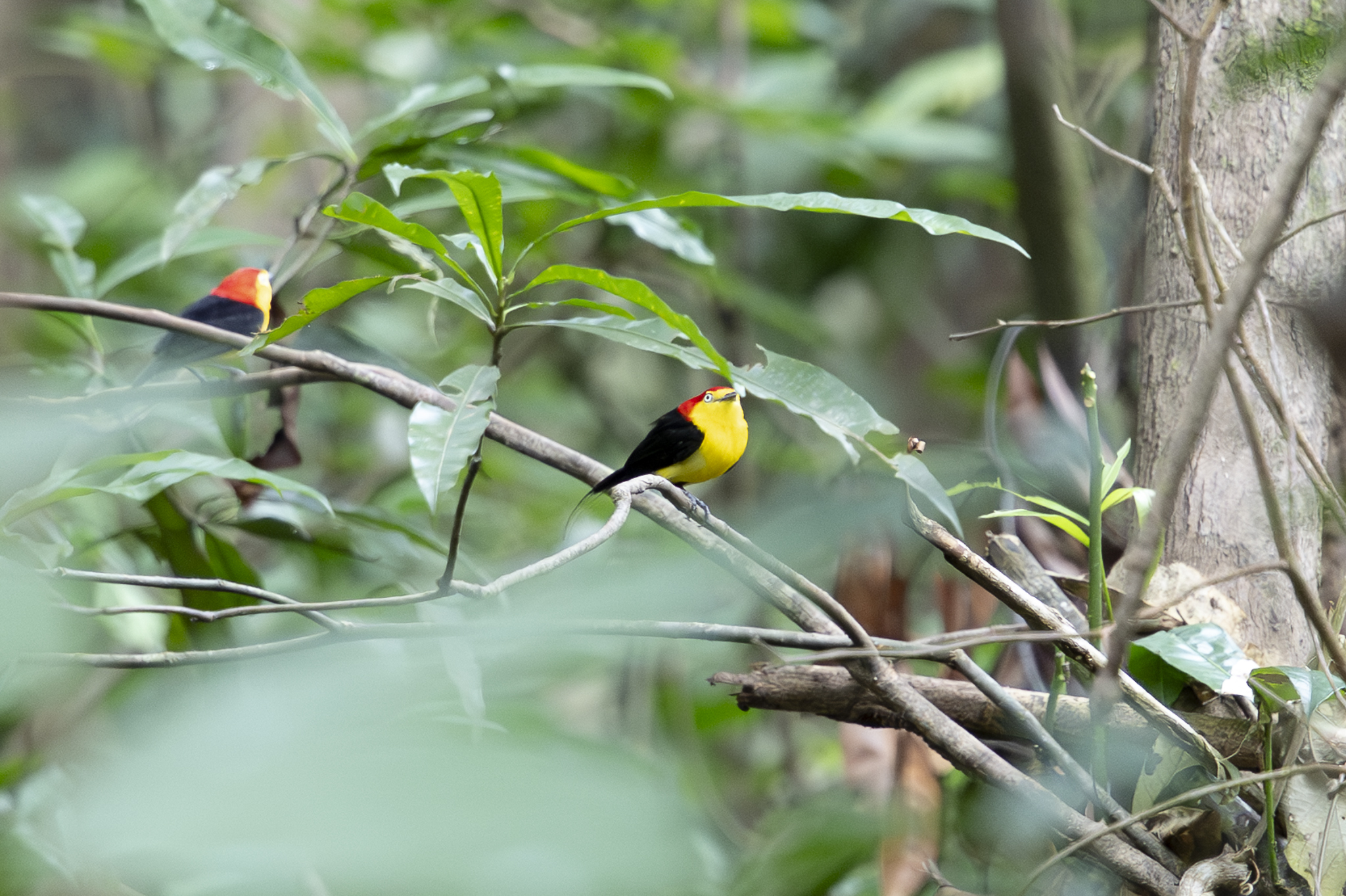 Wire-tailed Manakin (Pipra filicauda), photo 2