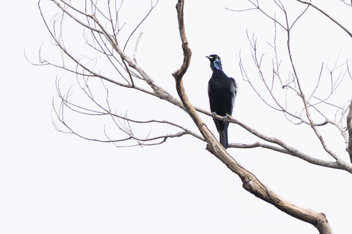 Bare-necked Fruitcrow (Gymnoderus foetidus), photo 3
