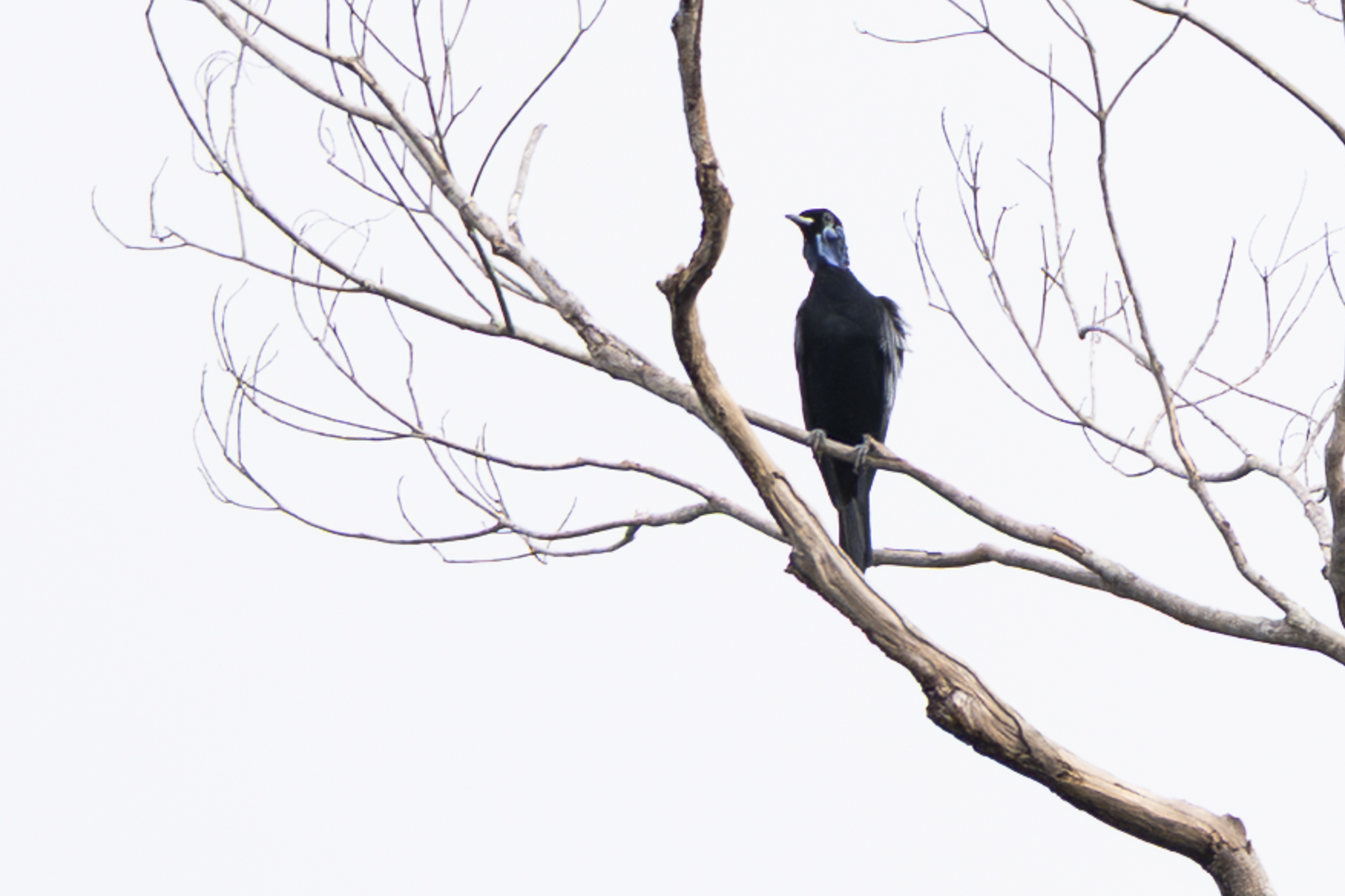 Bare-necked Fruitcrow (Gymnoderus foetidus), photo 4