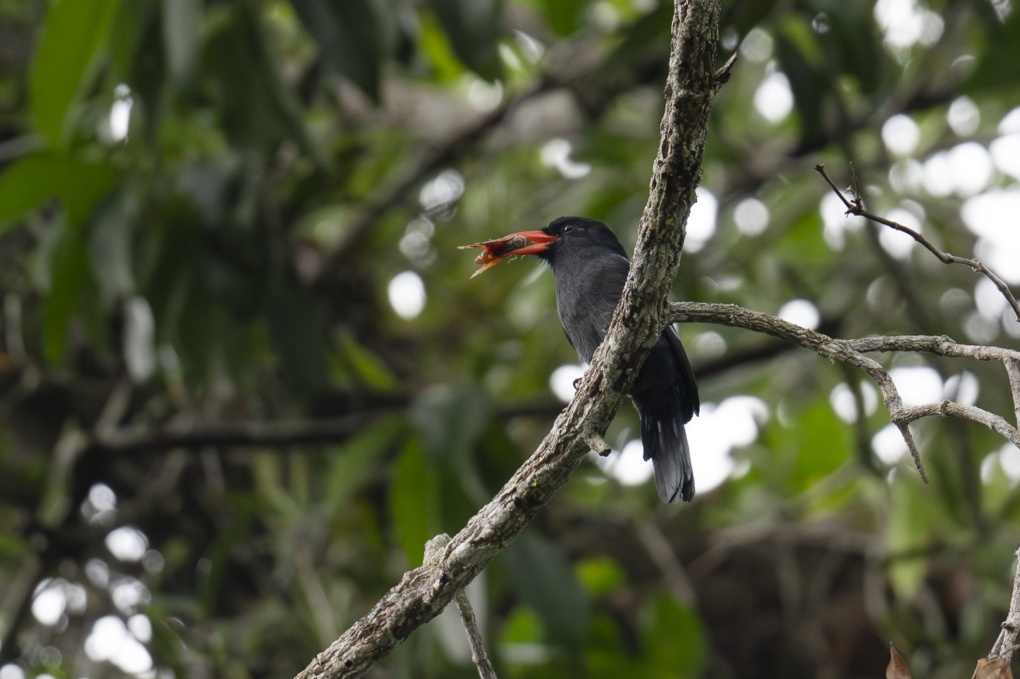 Black Nunbird (Monasa atra), photo 1