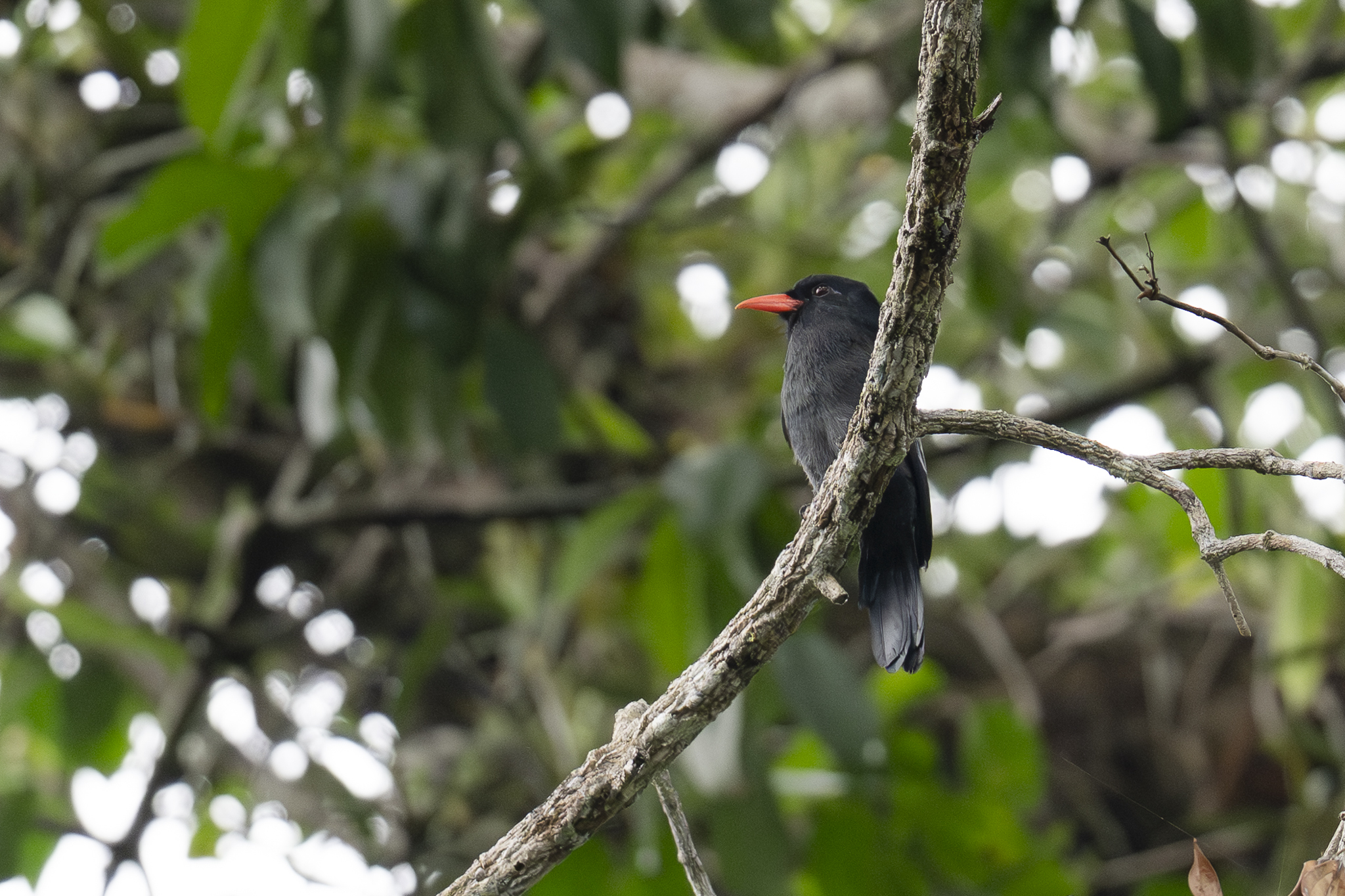 Black Nunbird (Monasa atra), photo 2