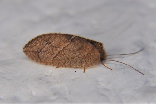 Megalomus moestus Banks, 1895