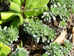 Heliotropium anomalum