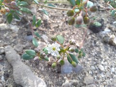 Drymaria holosteoides