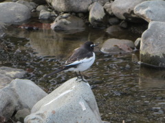 Motacilla grandis