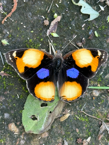 African Yellow Pansy