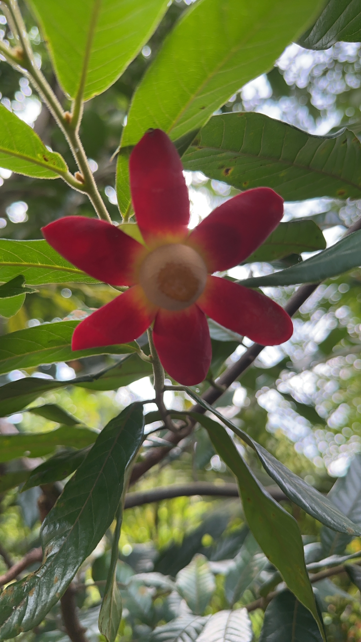 Imagem de Uvaria grandiflora