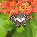 Papilio demoleus libanius - Photo (c) Bruno Durand, alguns direitos reservados (CC BY-NC), uploaded by Bruno Durand