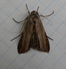 Cucullia convexipennis