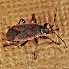 Pyrrhocoris