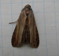 Cucullia convexipennis