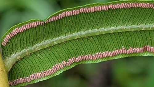 Angiopteris evecta observed 2026-02-03