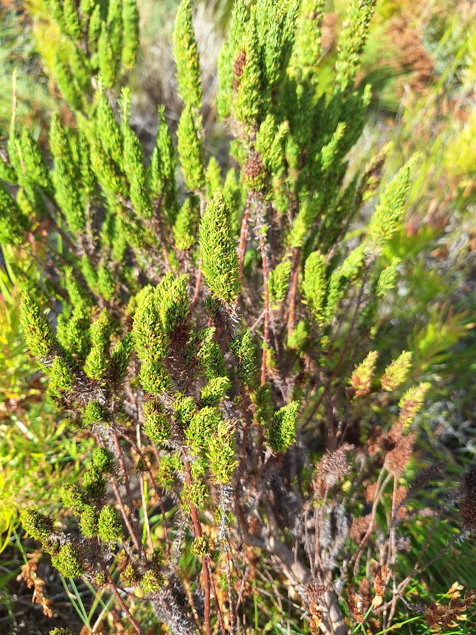Tall Flowerseed (Anthospermum aethiopicum)