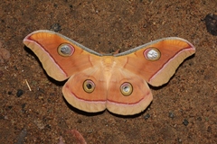 Antheraea paphia