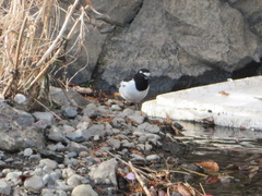 Motacilla grandis