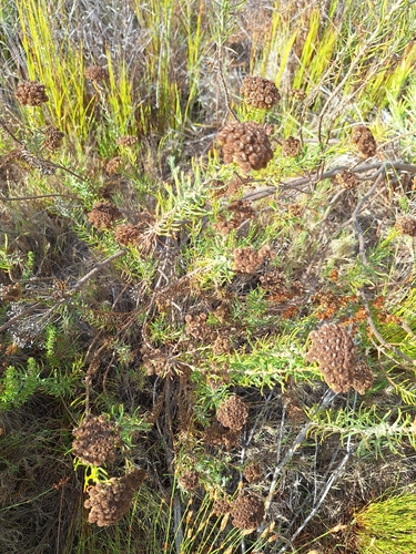 Divided Kanniedood (Athanasia crithmifolia)