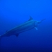 Black Marlin - Photo (c) Barna Takats, some rights reserved (CC BY-NC), uploaded by Barna Takats