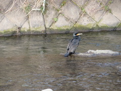 Phalacrocorax carbo hanedae