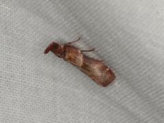 Calguia defiguralis