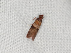 Calguia defiguralis